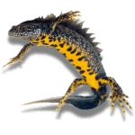 Other Services Link - Great Crested Newt eDNA Testing Services
